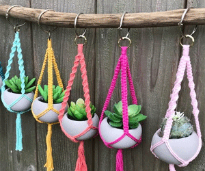 Giỏ cây sắc màu